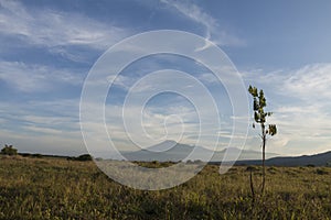 Savanna Bekol on Bama beach, Baluran national park, Situbondo district, East Java