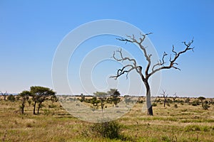 Savanna bush veld with trees, South Africa