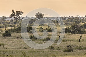 Savanna bushveld plain