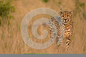 Savanna cheetah