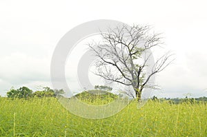 The savanna is dominated by verdant grass in the rainy season