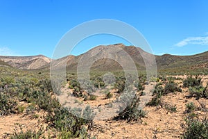 Savanna forest landscape and blue sky