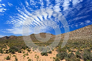 Savanna forest landscape and blue sky in Cape Town