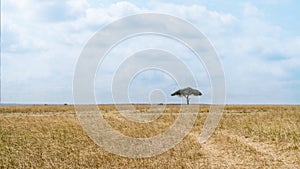 Savanna grassland ecology with lone tree at Masai Mara National Reserve Kenya