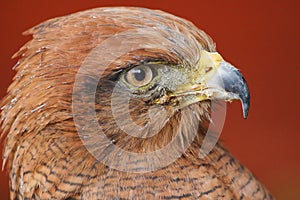 Savanna Hawk / buteo meridionalis