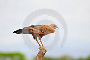 Savanna Hawk (Buteogallus meridionalis