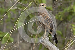 Savanna Hawk (Buteogallus meridionalis