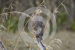 Savanna Hawk (Buteogallus meridionalis