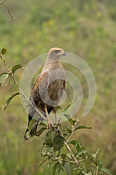 Savanna hawk, Buteogallus meridionalis