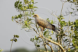 Savanna Hawk, buteogallus meridionalis, Adult standing on Branch, Los Lianos in Venezuela photo