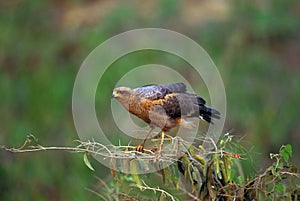 Savanna Hawk, buteogallus meridionalis, Adult standing on Branch, Pantanal in Brazil