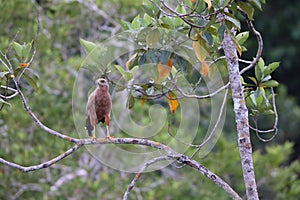 Savanna hawk (Buteogallus meridionalis) in Colombia photo