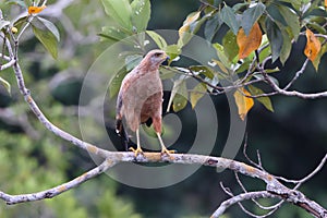 Savanna hawk (Buteogallus meridionalis) in Colombia photo