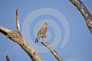 Savanna Hawk, buteogallus meridionalis, Los Lianos in Venezuela