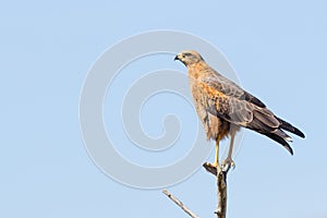 A Savanna Hawk (Heterospizias meridionalis) resting on branch photo