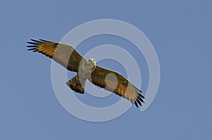 Savanna Hawk Hunting in the Midday Sun