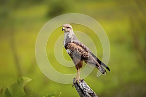 Savanna Hawk, Pantanal Wetlands, Mato Grosso, Brazil