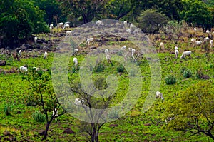 The savanna and its inhabitants