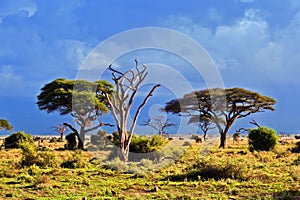 Savanna landscape in Africa, Amboseli, Kenya photo