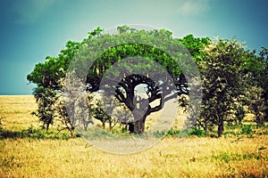 Savanna landscape in Africa, Serengeti, Tanzania