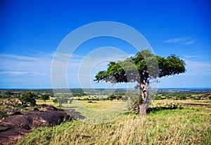 Savanna landscape in Africa, Serengeti, Tanzania