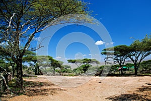Savanna landscape in Africa, Serengeti, Tanzania