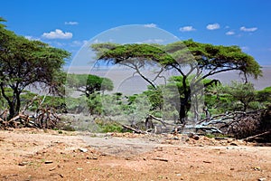 Savanna landscape in Africa, Serengeti, Tanzania