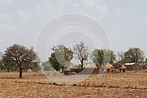 Savanna landscape in the agricultural region in the north of Togo