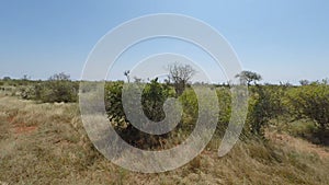 Savanna landscape in kenya