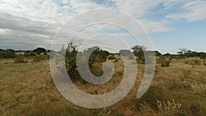 Savanna landscape in kenya