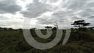 Savanna landscape in kenya