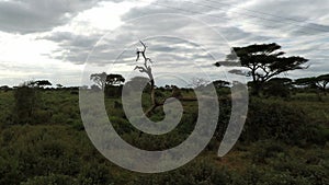 Savanna landscape in kenya