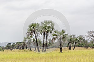 Savanna landscape on Kissama, Angola