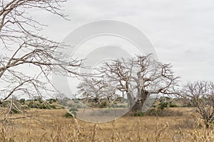 Savanna landscape on Kissama, Angola