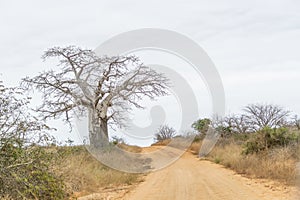 Savanna landscape on Kissama, Angola