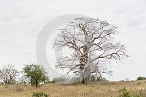 Savanna landscape on Kissama, Angola