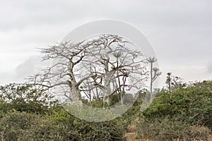 Savanna landscape on Kissama, Angola