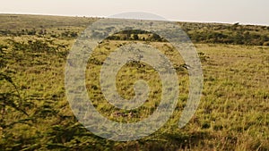 Savanna Landscape Scenery, Driving Vehicle Through Masai Mara on Safari Holiday Vacation in Maasai M