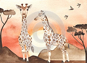 Watercolor card with savanna landscape at sunset and giraffes photo