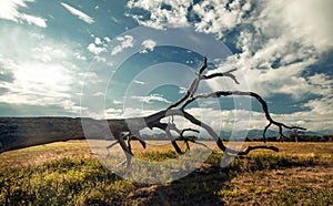 Savanna photo