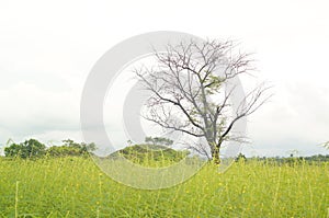 The savanna is a mixed forest grassland ecosystem