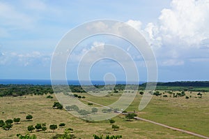 The savanna is a mixed forest grassland ecosystem