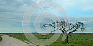 Savanna in Namibia, Africa