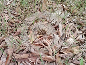 A savanna nightjar two chicks siting on the ground camouflaged