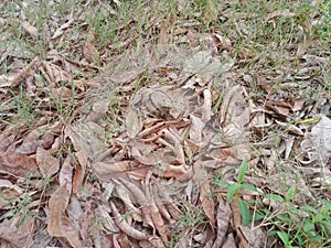 A savanna nightjar two chicks siting on the ground camouflaged