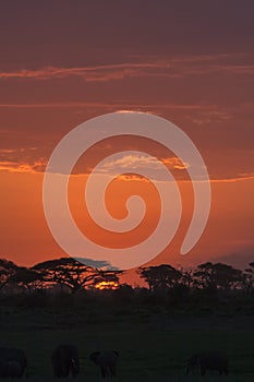 Savanna nightlife. Amboseli, Kenya