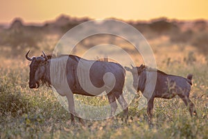 Savanna Orange morning light with two wildebeest on S100 Kruger