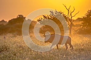 Savanna Orange morning light with wildebeest on S100 Kruger