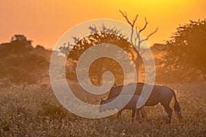 Savanna Orange morning light with wildebeest on S100 Kruger