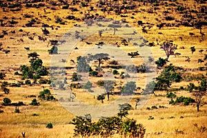 Savanna plain with dispersed trees in Kenya